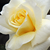 Žuta - Floribunda ruže - Diana®